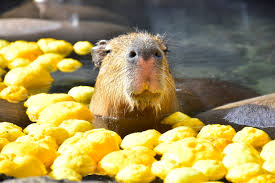 伊豆仙人掌動物園